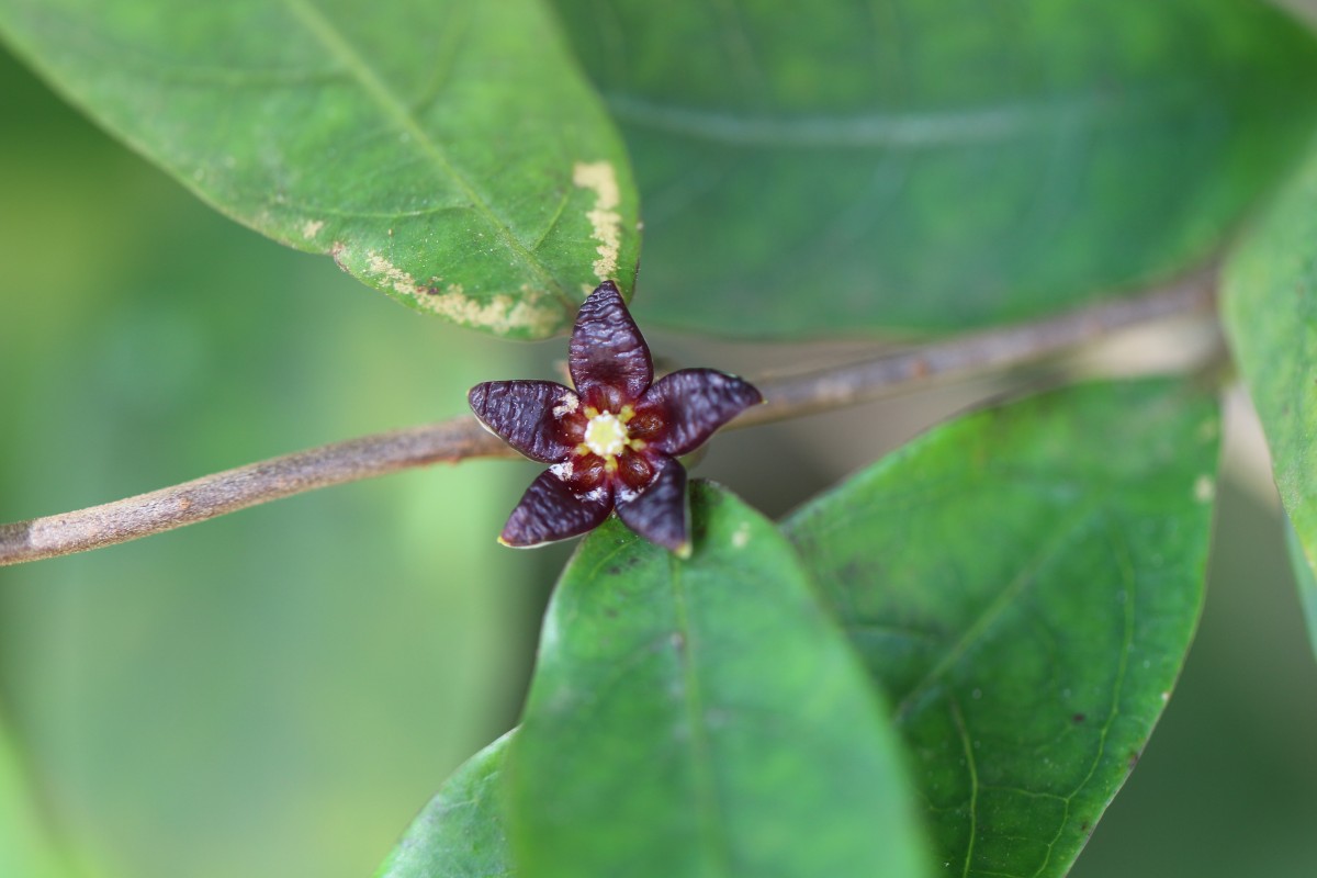 Hemidesmus indicus (L.) R.Br.